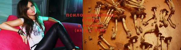 прущие грибы Балахна